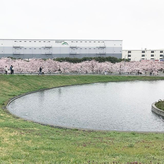 幕張櫻花廣場