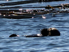 Sea Otters: Keystone of the Kelp