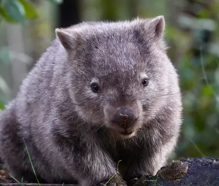 Wombat looking at camera in his habitat surrounded by trees