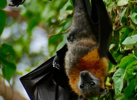 Flying Fox hanging from tree