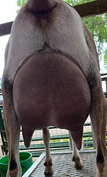 fantasy rear.jpg