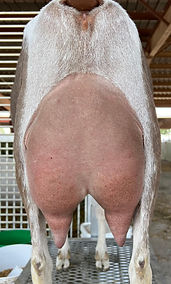 jasmine 2yr rear.jpg