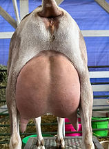 watten 2yr rear.jpg