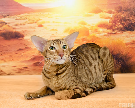 ориентальный кот