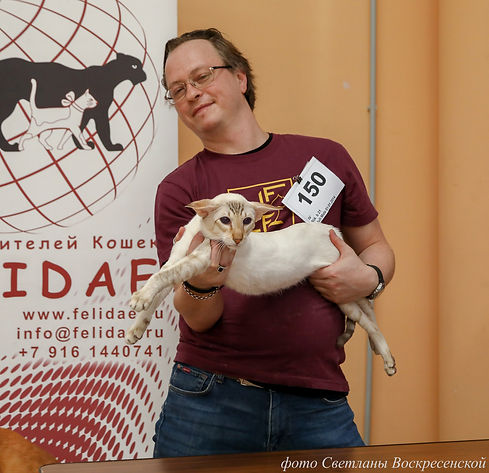 сиамский кот