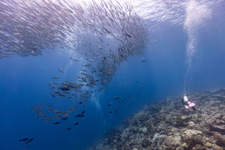 The Best-Kept Secret in Scuba: Why You Should Dive Raja Ampat in the Low Season