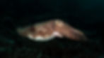Night Diving In Raja Ampat