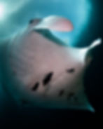 Reef Manta Ray at Manta Ridge