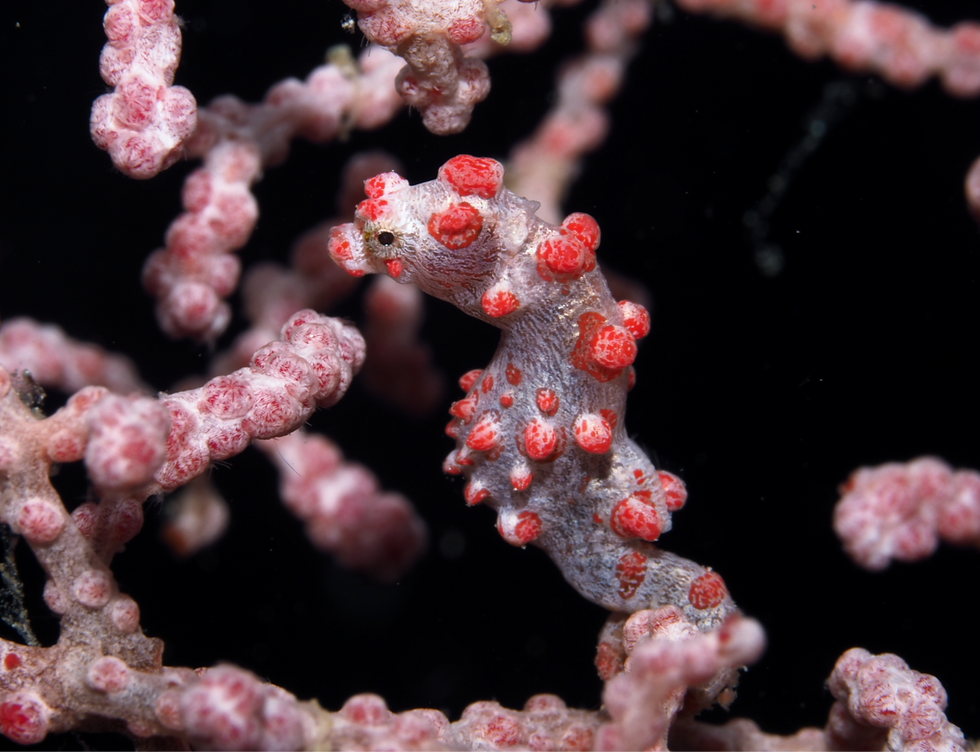 A pygmy seahorse perfectly camouflages against pink coral