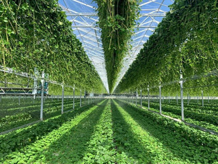 Flevoplant: investeren in rassen en klanten