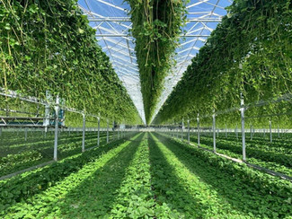Flevoplant: investeren in rassen en klanten