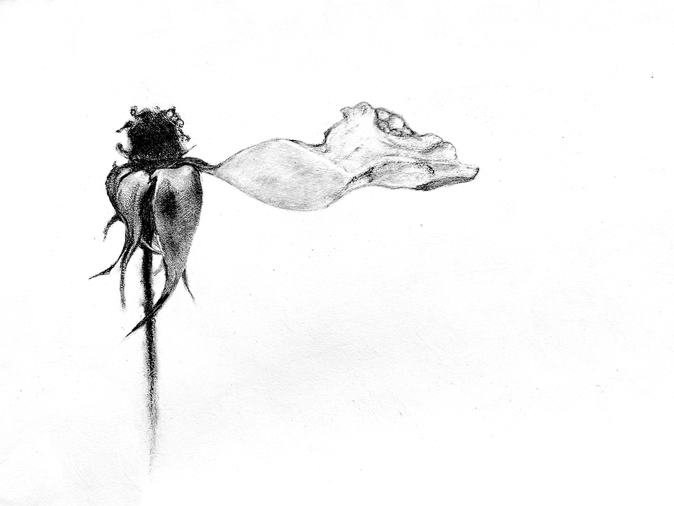 One Petal Rose copy.png