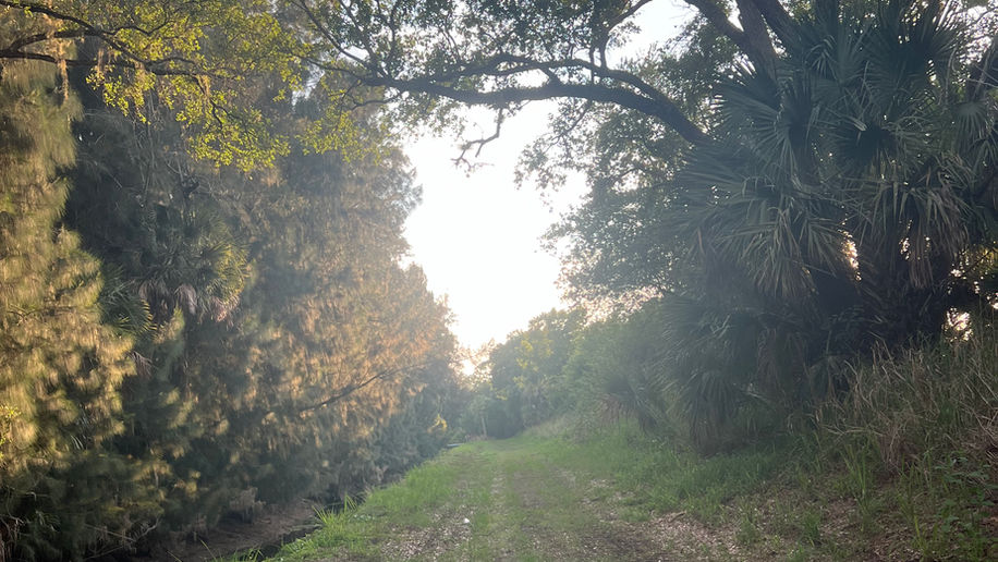 Pathway surrounded by trees