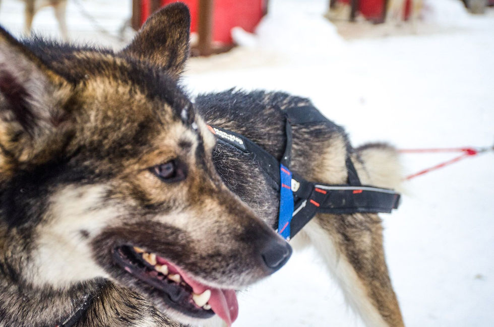 Thumbnail: Stick Harness