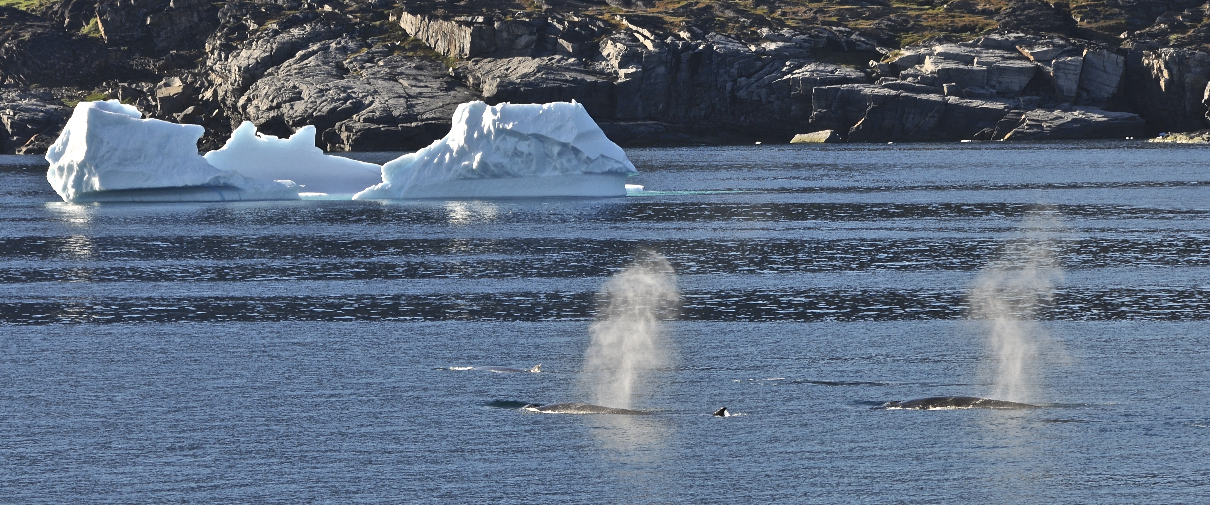 Whale watching