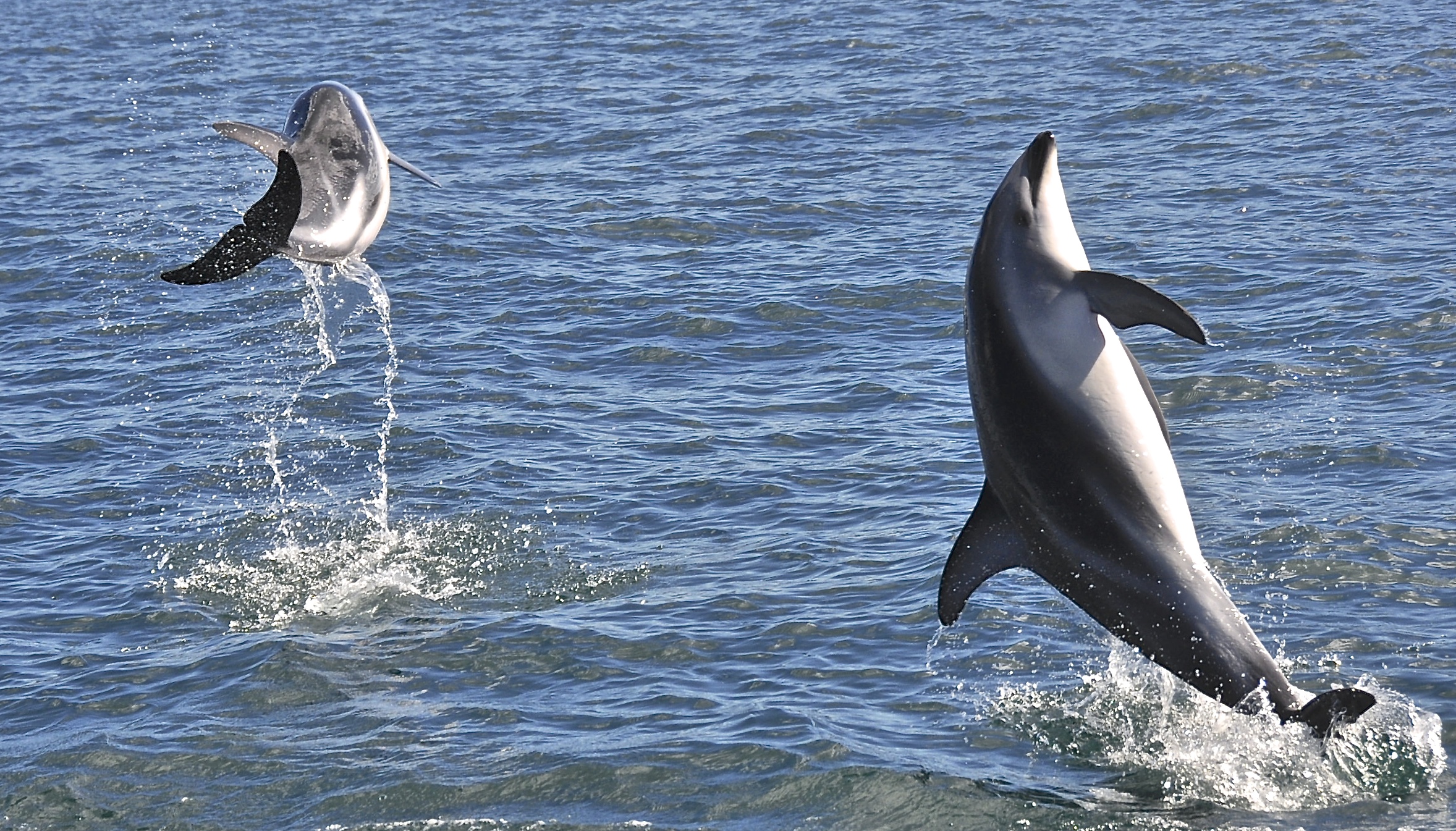 Dusky Dolphins
