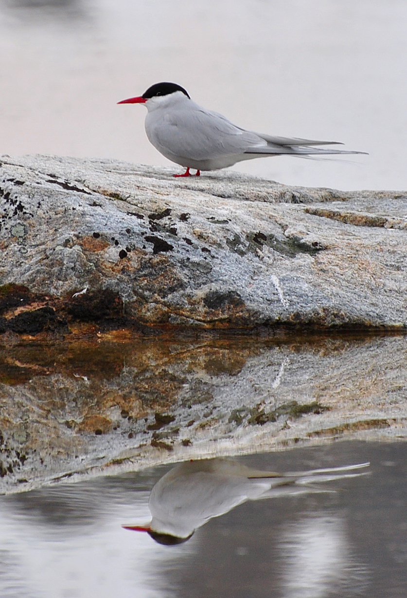Sea Birds