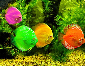 Colorful Fish