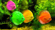 Les petits poissons dans l'eau...