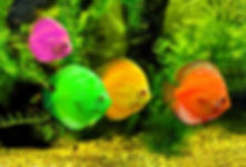 Coloured Fish