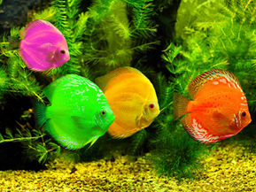 Vivendo com Estilo: Um Refúgio de Tranquilidade e Beleza.