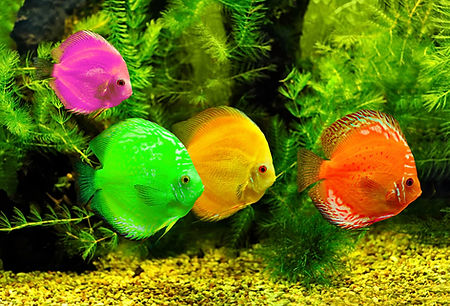 Poissons colorés