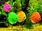 Colorful Fish