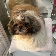 Creanail -mascotte-Chanel-Shitzu-manucure-aix-en-provence.jpg