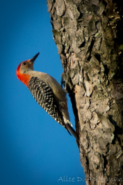 Woodpecker climbing up a tree