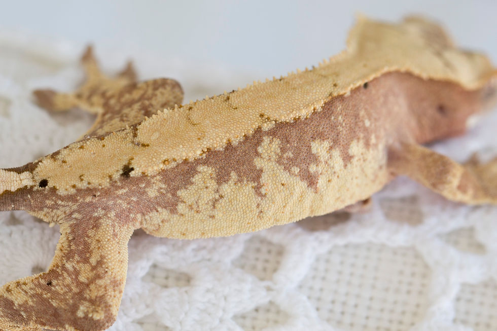 Thumbnail: Pink Harlequin Crested Gecko