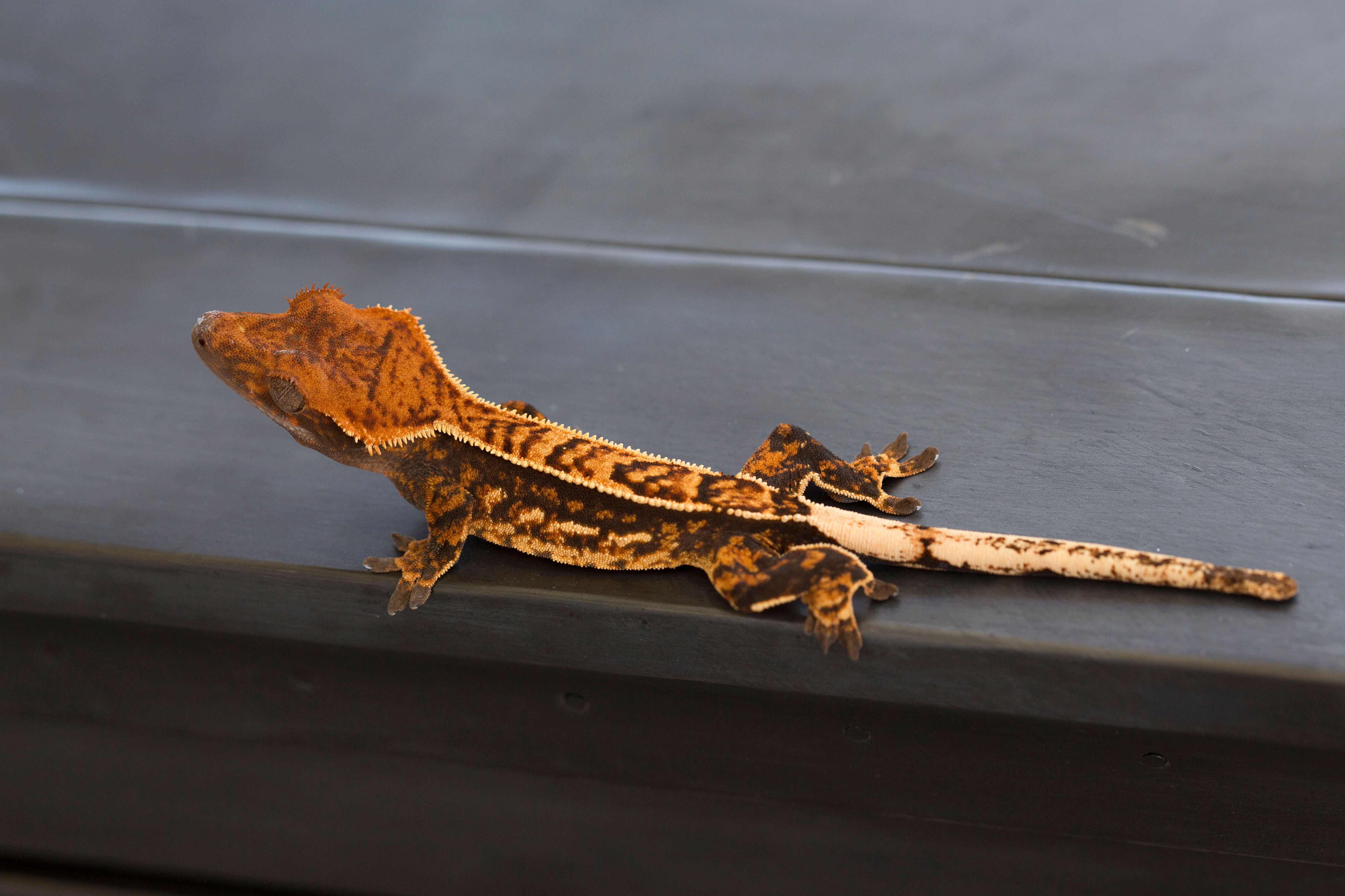 Partial Pinstripe Crested Gecko