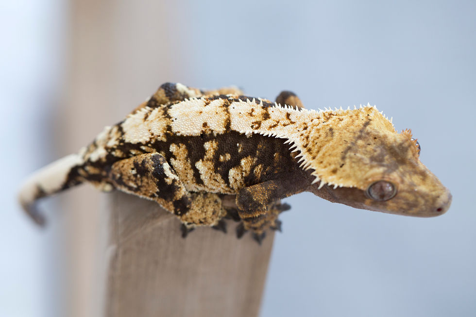 High Contrast Extreme Harlequin