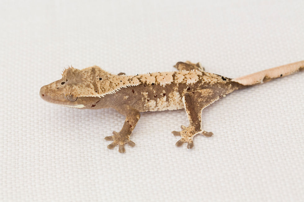 Thumbnail: Extreme Harlequin Crested Gecko