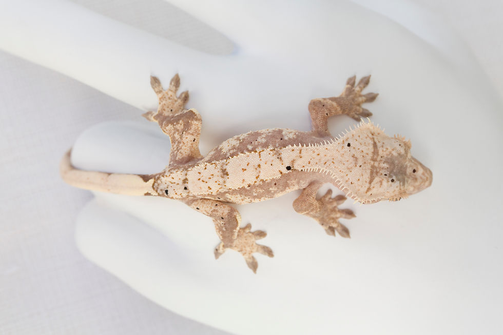Thumbnail: Light Pink Extreme Harlequin Crested Gecko