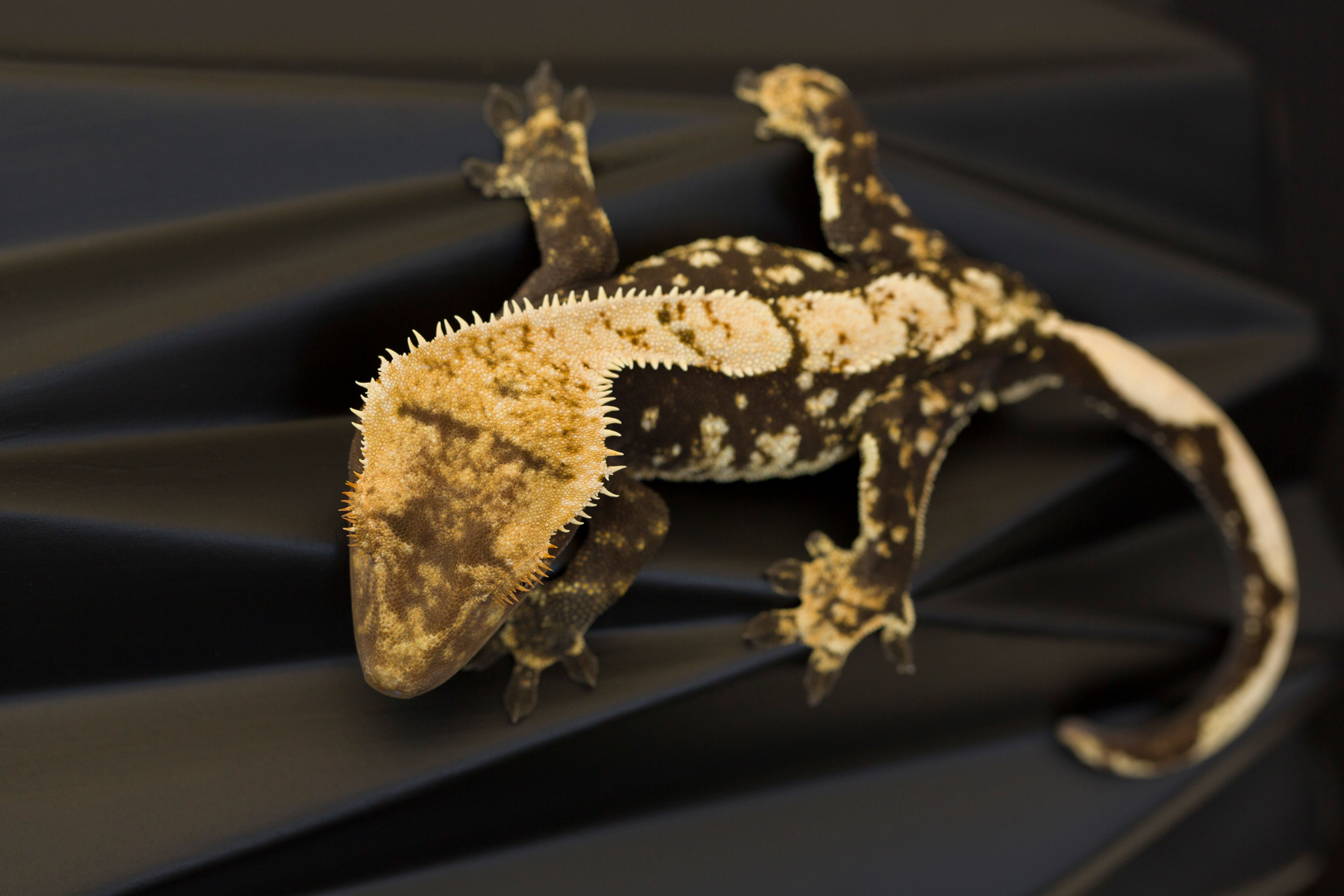 High Contrast Harlequin Crested Gecko