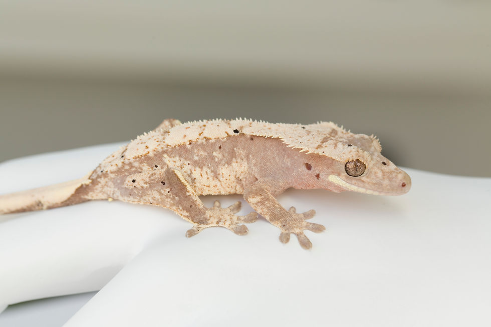 Thumbnail: Light Pink Extreme Harlequin Crested Gecko