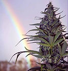 Bud with a rainbow