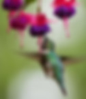 Hummingbird