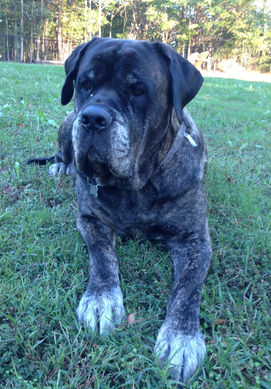 Sammi resting in the backyard