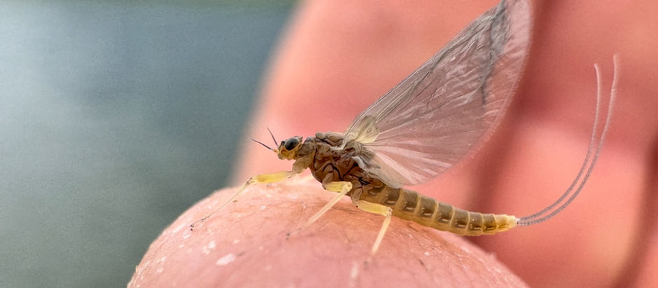 The Starting Lineup: 3 Flies You MUST Have for the Month of July With Brian Hilbert
