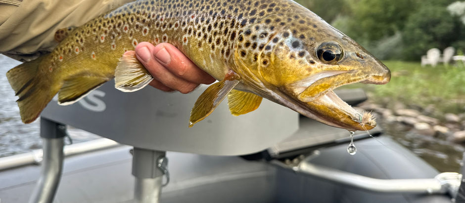 Summer Fly Fishing Ethics: Best Practices for Trout When Water Temps Rise