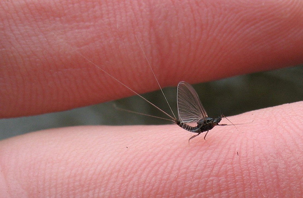 Tricos are a small black mayfly with a long tri-tail.