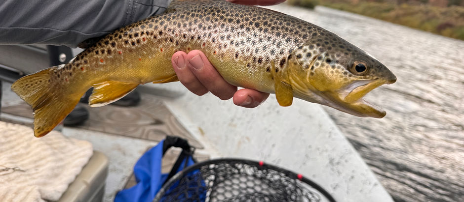 Upper Colorado River Fishing Report with CRO Guide Matt Fletcher 9/24/25
