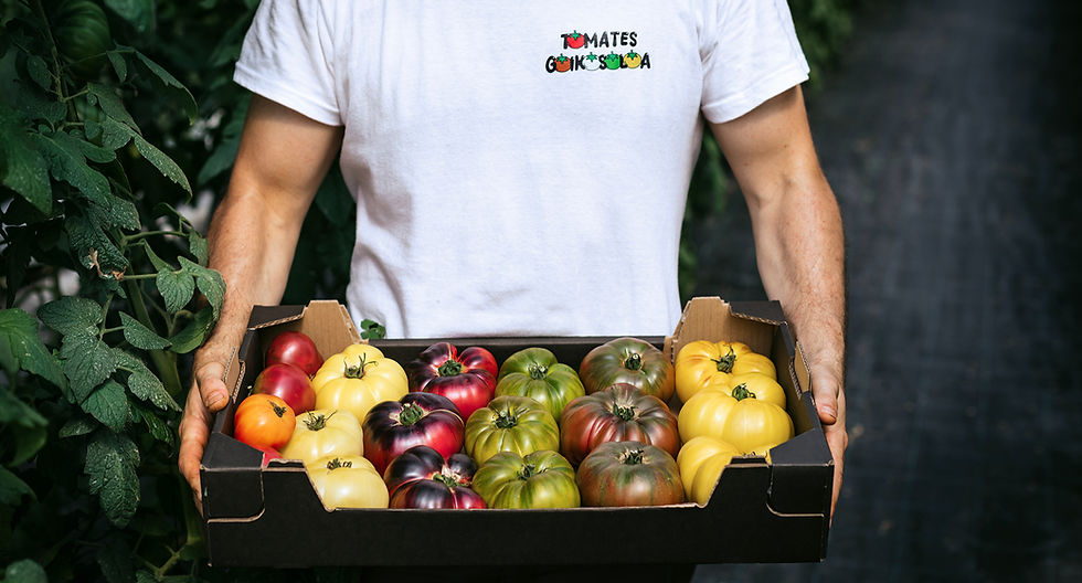 Tomates caja degustación tomate antiguo tomate claidad excepcional venta tomates online