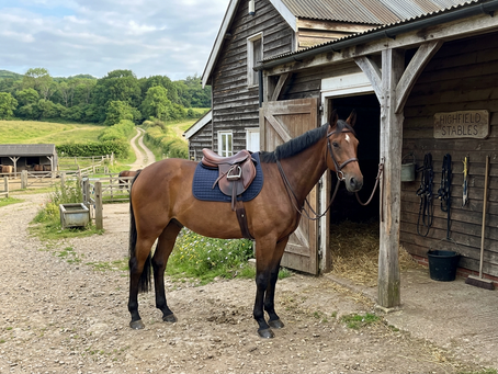 How to Help Barn Sour Horses With Patience and a Consistent Trail Routine