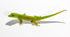 gecko.jpg