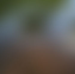 Chartwell goldfish pond