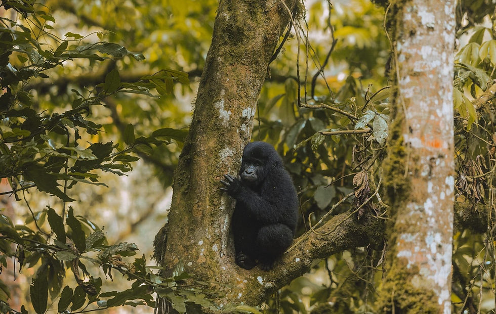 Gorilla in tree surrounded in forest