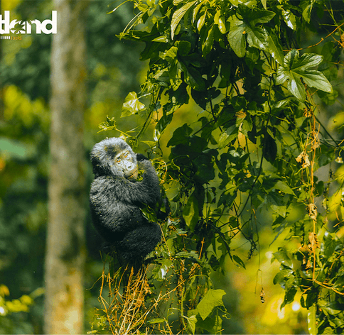 Baby gorilla on tree in forest during gorilla trekking tour