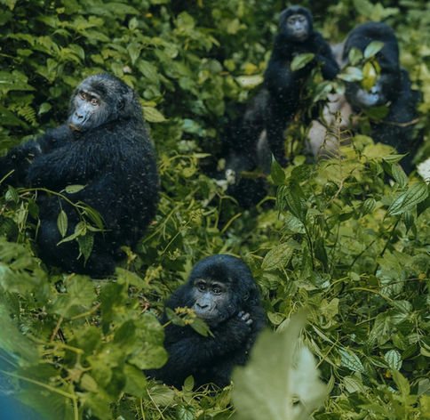 Group of gorillas in forest